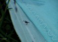 /album/arachnida/ixodes-ricinus-1-jpg/